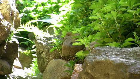 Pachysandra-Und-Farne-überwuchern-Eine-Alte-Steinmauer