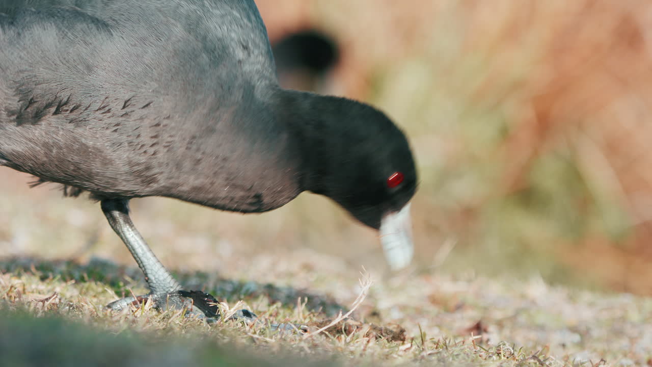 Australian Coot Pecking Food On The Ground