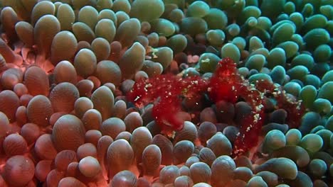 a orangutan crab moving on top of a coral