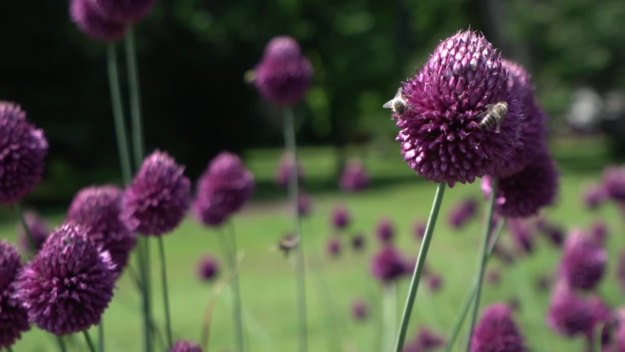 보라색 꽃 - 여름날 벌