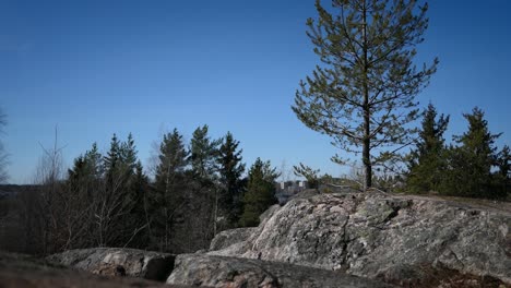 evergreen trees growing on rocky hill, pine tree rocky hill forest, crane shot