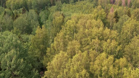 el avión no tripulado despega en el bosque por encima de los árboles