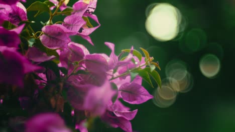 pink bougainvillea paperflower bush in the evening sunlight