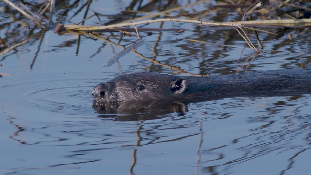 castor salvaje nadando en el lago y haciendo salpicaduras
