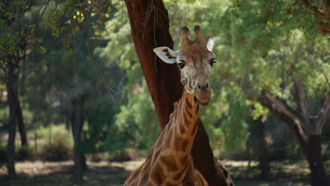 Nahaufnahme-Einer-Giraffe,-Die-Vegetation-Frisst