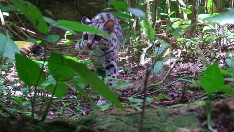 A-margay-walks-through-a-jungle-environment-1