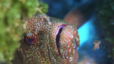 an amazing close-up shot of a red and white spotted graysby grouper holding on to the reef and breathing