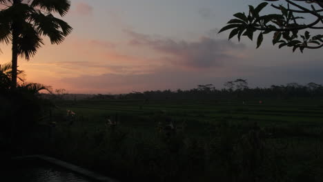 Timelapse-De-La-Puesta-Del-Sol-Sobre-Un-Arrozal-Con-Palmeras