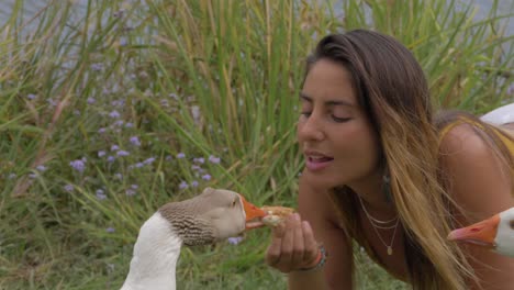 hermosa chica sosteniendo pan y alimentando al ganso - ganso blanco doméstico - gold coast, australia