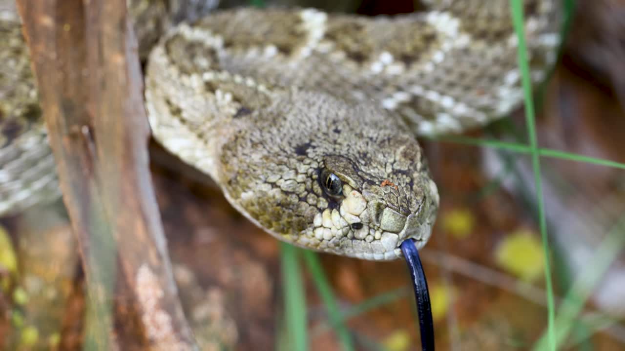 Closeup video of a Western Diamondback Rattlesnake Crotalus atrox yawning