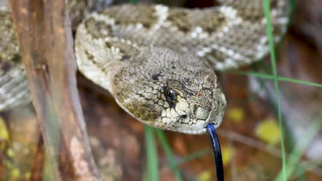 closeup video of a western diamondback rattlesnake crotalus atrox yawning