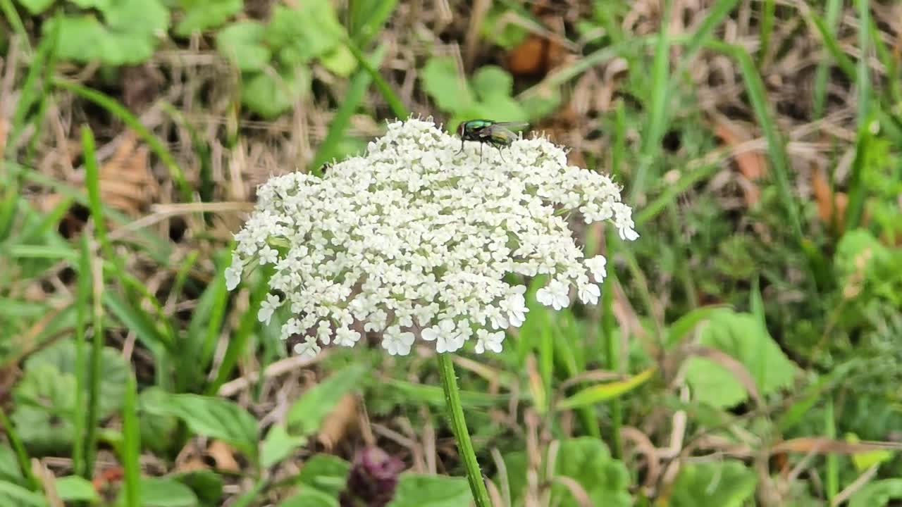 Wild carrot (Daucus carota) with shiny fly