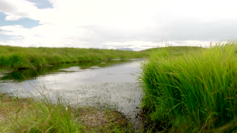 tall lush green grass blows in the wind on the shores of a small, reflective fresh water loch