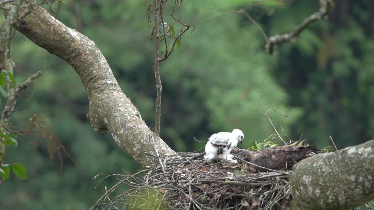le aquile selvatiche di giava stanno nutrendo i loro piccoli