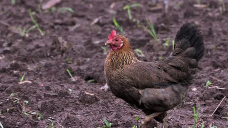 el pollo en busca de comida en primer plano