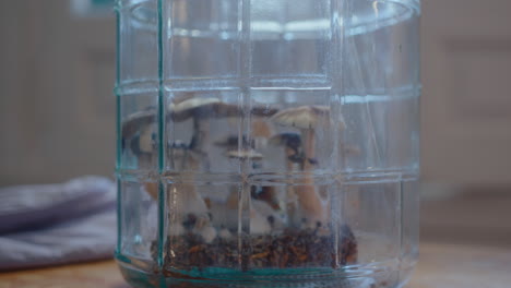 mushrooms growing in glass jar at home