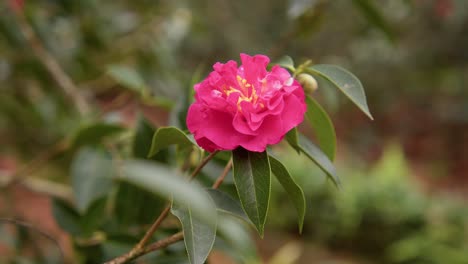 a vibrant camellia in full bloom with soft petals and rich details. captured in 4k slow motion, this shot showcases the elegance of nature and botanical beauty.
