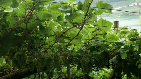 bunches of white wine vinyard in kaltern with caldaro lake in background during sunny day