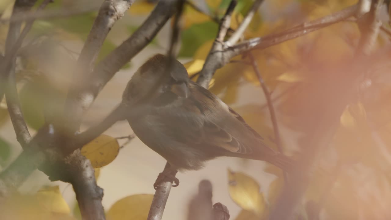 캐나다 퀘벡주 몬트리올에 있는 나뭇가지에 앉은 집 참새의 흐릿한 전망