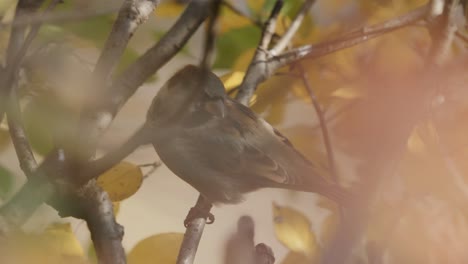 Verschwommene-Sicht-Auf-Einen-Haussperling,-Der-Auf-Einem-Ast-In-Montreal,-Quebec,-Kanada-Hockt