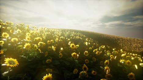 Sunflower-field-and-cloudy-sky