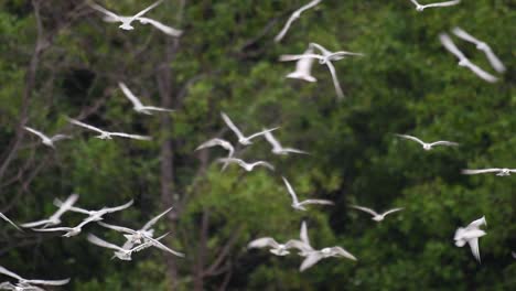 Terns-are-seabirds-that-can-be-found-all-throughout-the-world-at-sea,-rivers,-and-other-wider-bodies-of-water