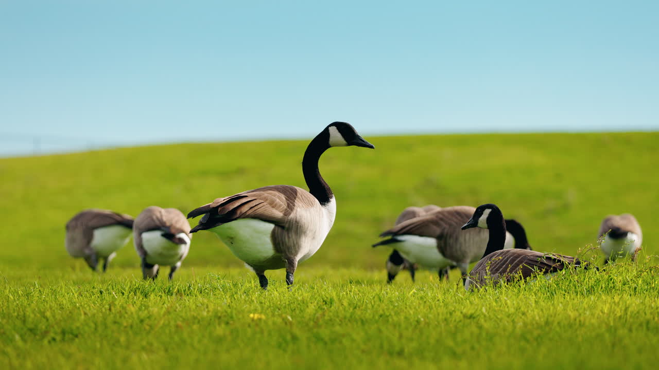 Canada Geese in a Grassy Field