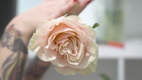 A-close-up-of-a-gorgeous-pink-rose