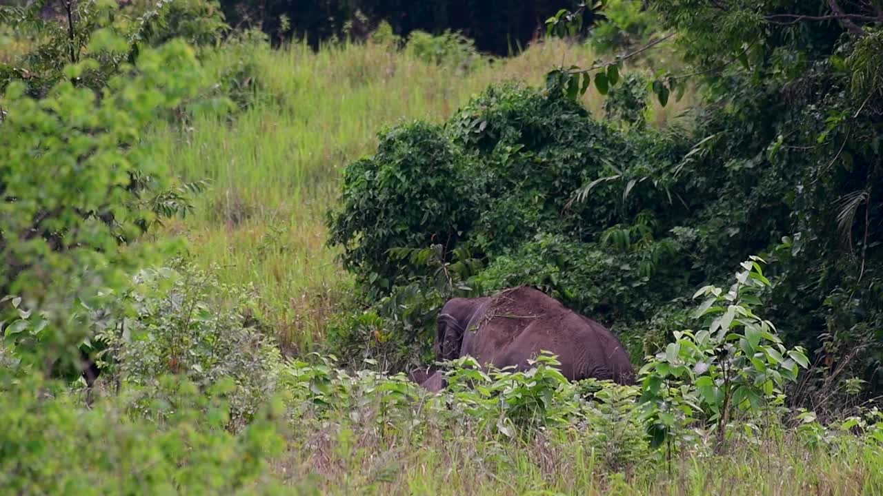 los elefantes asiáticos son especies en peligro de extinción y también son residentes de tailandia