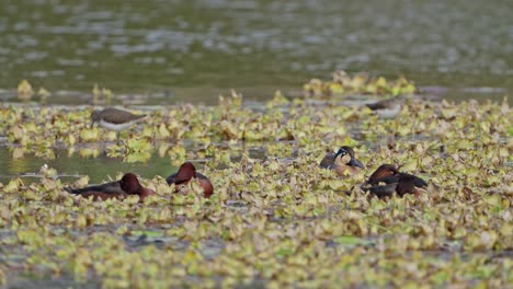 Baikal Tealand ferruginous duck in lake
