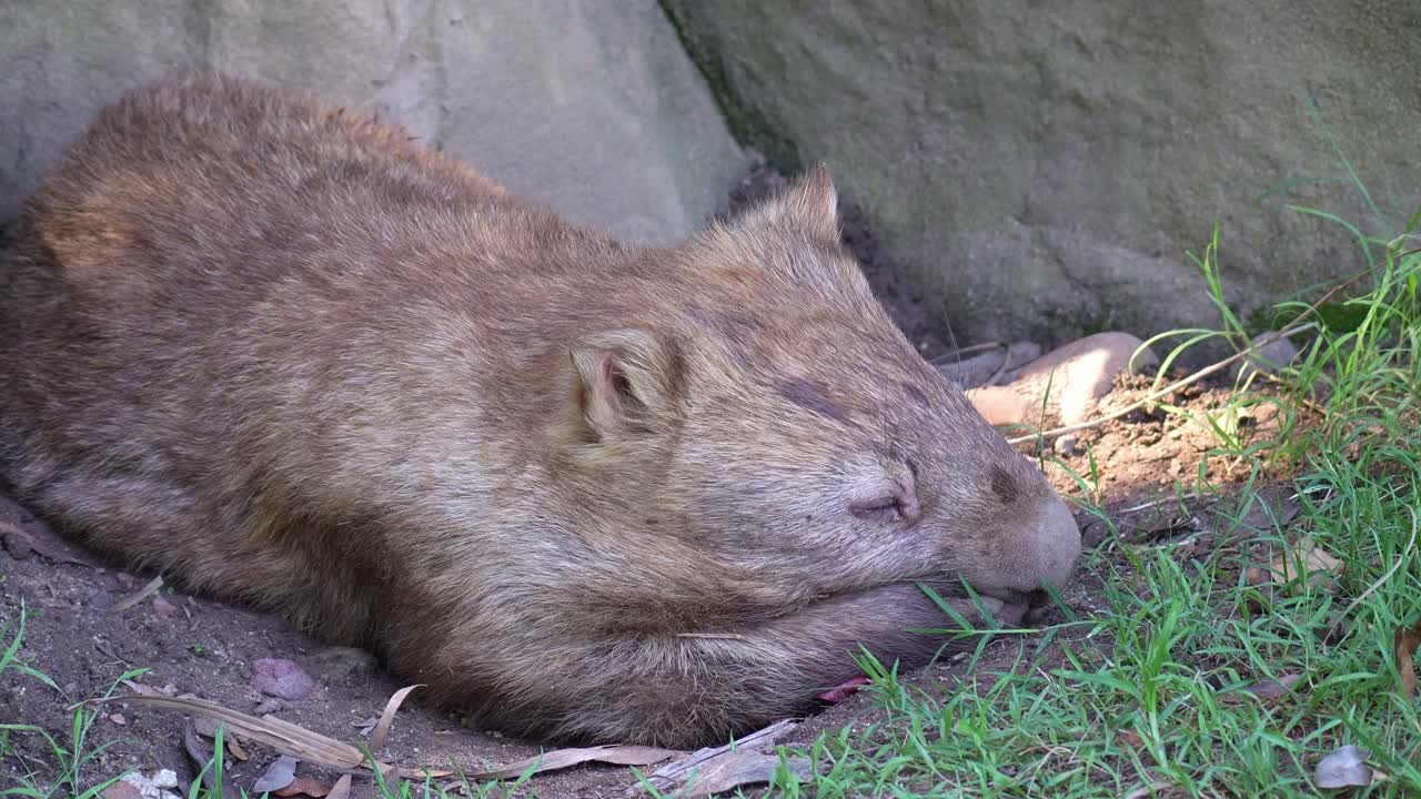 Un sonnolento wombat si riposa nella sua tana all'ombra, primo piano di un marsupiale muscoloso con le zampe corte originario dell'Australia