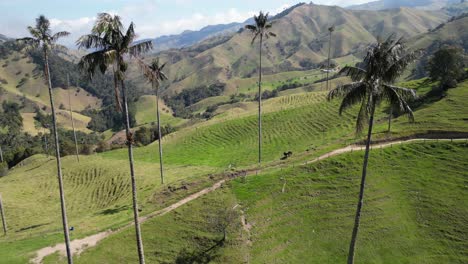 Caballos-En-Un-Pasto-Entre-Palmas-De-Cera-En-El-Valle-De-La-Samaria-Cerca-De-La-Ciudad-De-Salamina-En-El-Departamento-De-Caldas-Del-Eje-Cafetero-En-Colombia