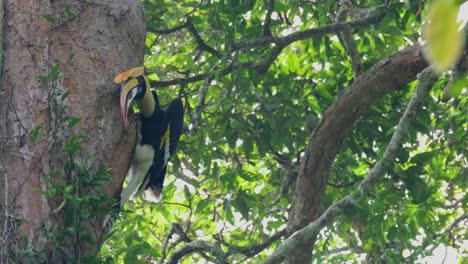 Der-Große-Nashornvogel-Buceros-Bicornis-Spuckt-Nahrung-Aus-Seinem-Beutel-Aus-Und-Füttert-Seinen-Partner-Durch-Ein-Kleines-Loch-In-Einer-Baumhöhle-Im-Nationalpark-Khao-Yai-In-Nakhon-Ratchasima,-Thailand