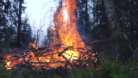 forest fire or a large bonfire filmed from a low angle that is burning with a large orange flame during day time in a forest with foliage, pine tree branches and twigs in the foreground. low angle.