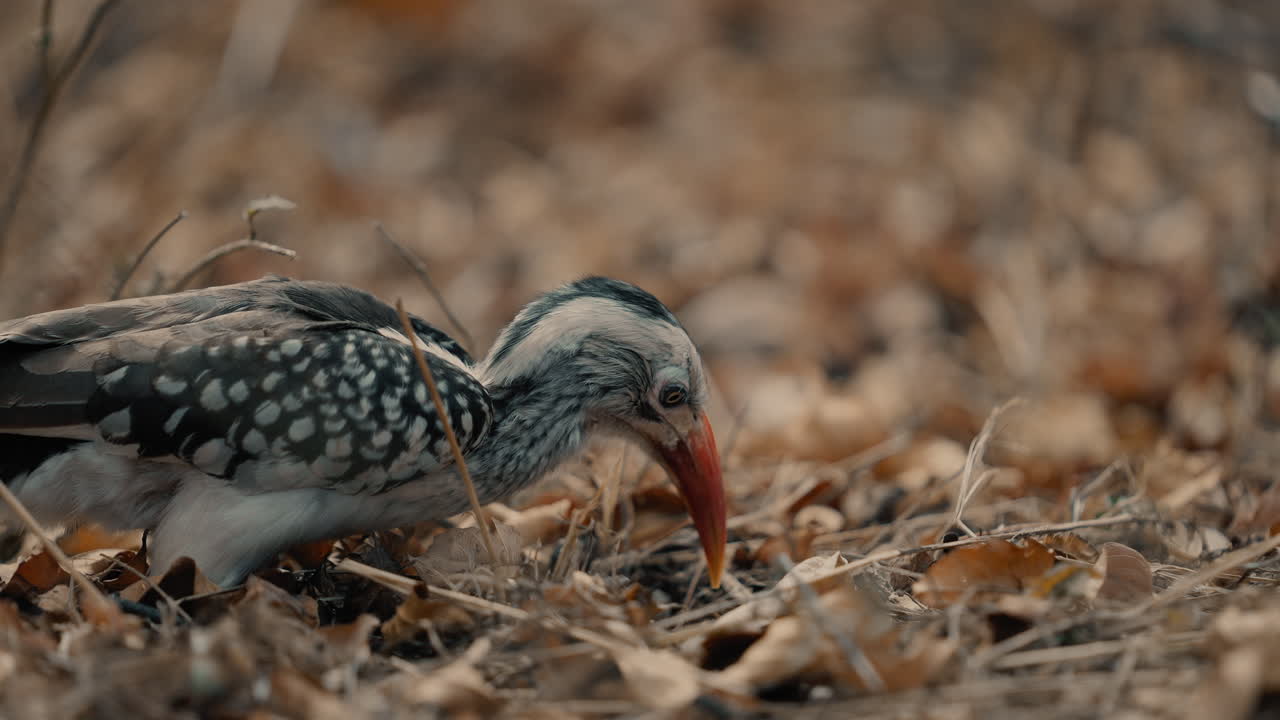 Red-Billed Hornbill Foraging in Autumn Leaves