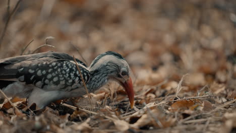 red-billed hornbill foraging in autumn leaves