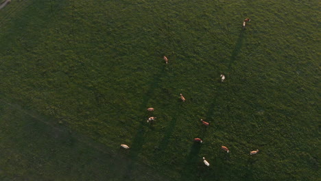 clip vertical aéreo de un rebaño de vacas comiendo en medio de un campo verde, en la región de los alpes bávaros