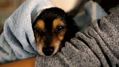 small dog after bathing wrapped in a towel