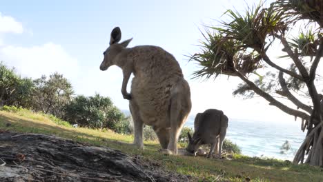 young kangaroo scratching its fur on a coastal headland with an ocean view