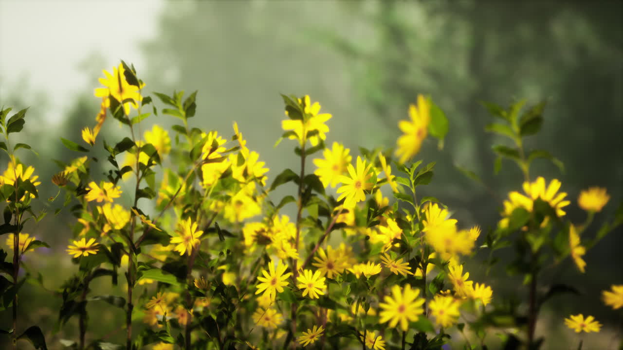 안개 가득 한 들판 에 있는 노란색 야생 꽃 들