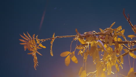 close-up of tree branch with frost-covered leaves and berries, softly glowing under streetlight, illuminated against deep blue sky with urban backdrop