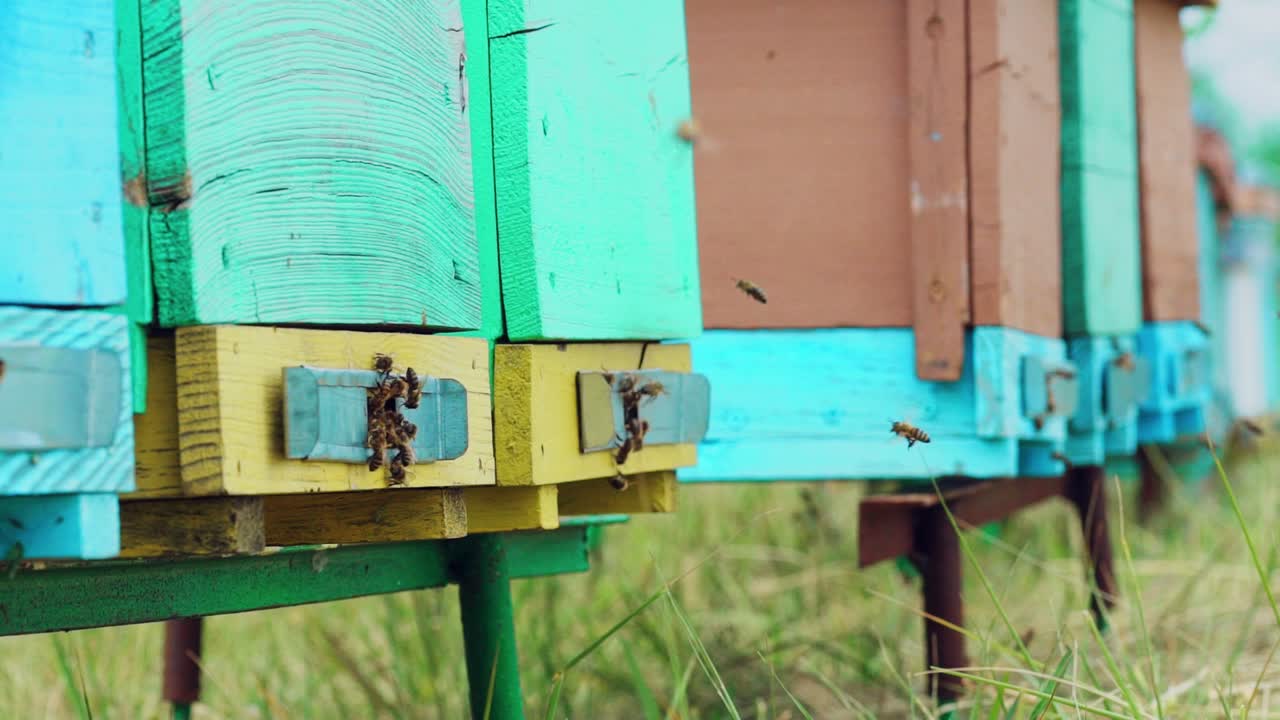 Slow motion of honey bee colony flying around hive outdoor in field