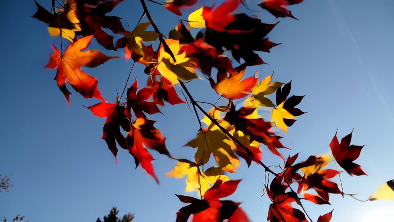 파란 하늘을 배경으로 가을의 메이플 잎