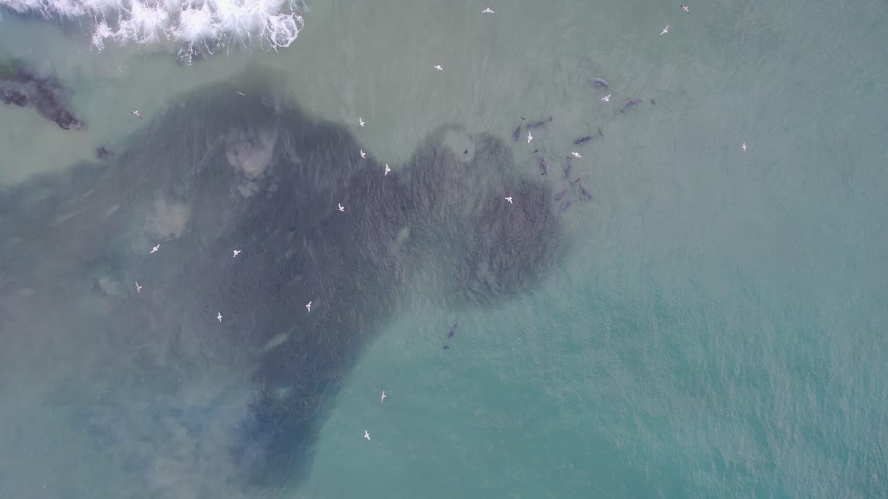 부러진 머리 에서 물고기 를 사냥 하는 바구니 코 돌고래 nsw - 바이론 지역 - 오스트레일리아