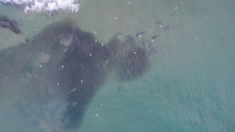 delfines nariz de botella cazando peces en la cabeza rota nsw - región de byron - australia