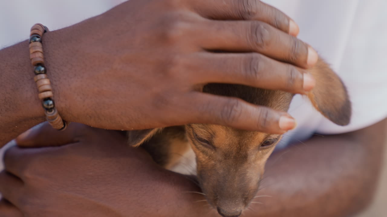 Tender man holds sleeping puppy. Closeup of caring man with puppy. Intimate portrait of protective man and tranquil puppy. Heartwarming scene of man softly cradling peacefully sleeping puppy
