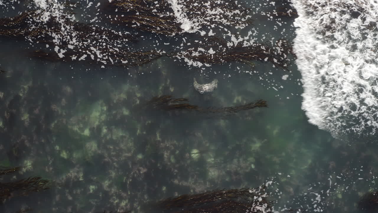 4K overhead of Monterey Bay Harbor Seal rolling in the surf