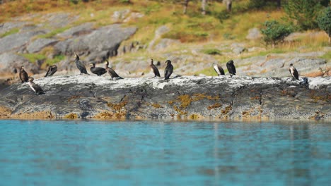 Una-Bandada-De-Cormoranes-Moñudos-Europeos-Posados-En-La-Isla-Rocosa-Cerca-De-La-Orilla