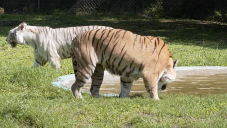 white tiger and brown tiger in enclosure of zoo