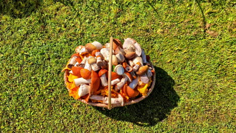 wicker basket with various edible foraged mushrooms